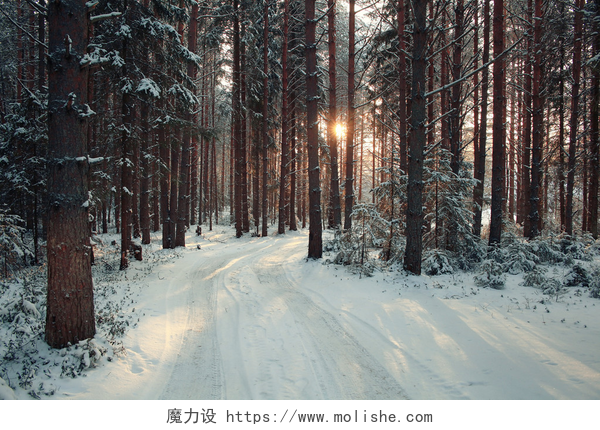 白雪覆盖的森林景观冬季松树林